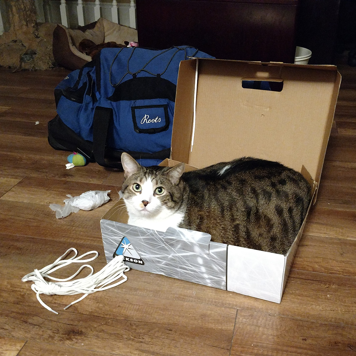 A white and tabby cat in a Jackson Skates box.