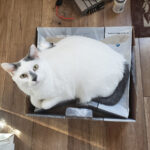 A white and grey cat in a Jackson Skates box.