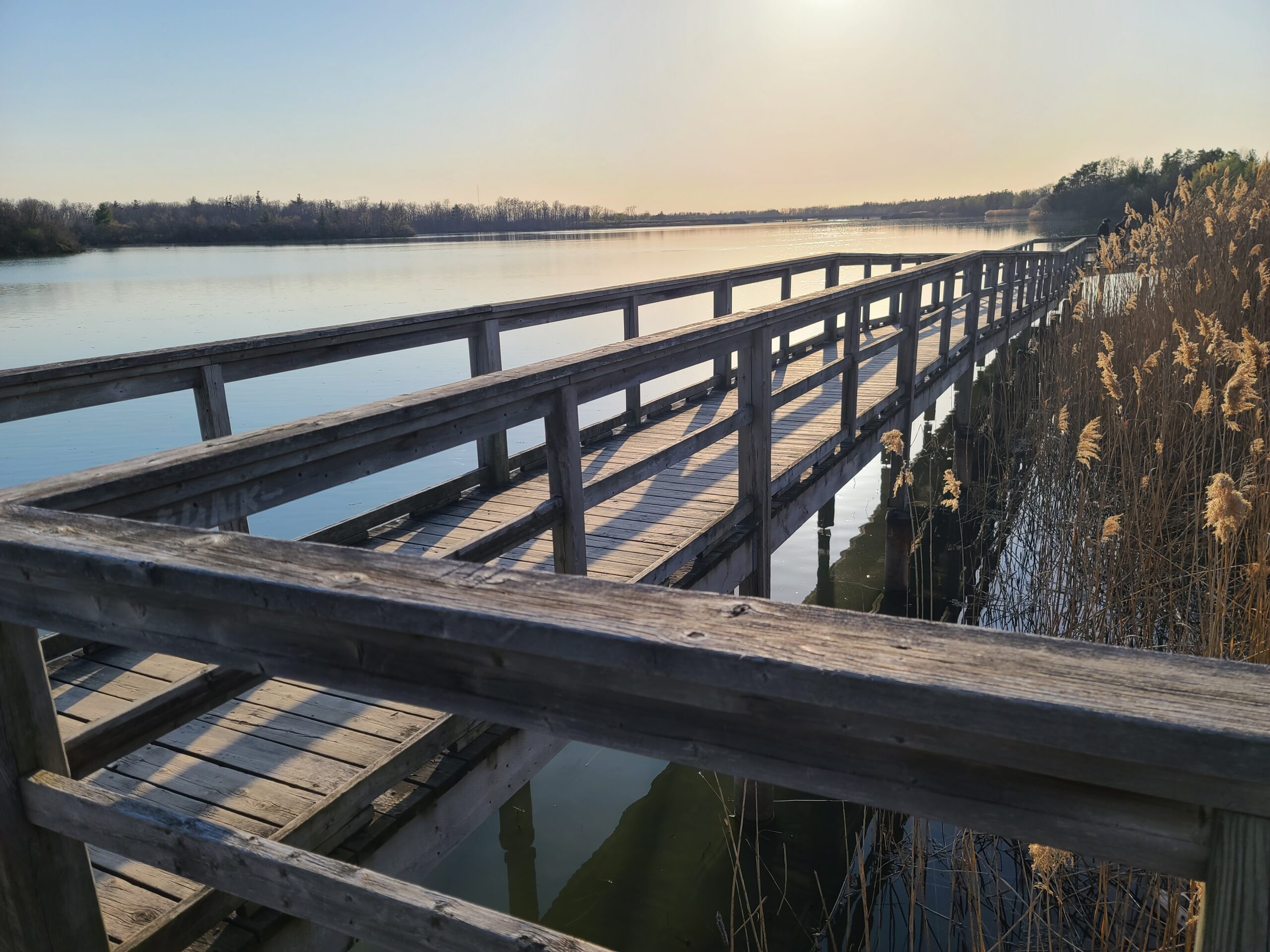 A boardwalk overlooking the lake at Mel Swart Lake Gibson Conservation Park.