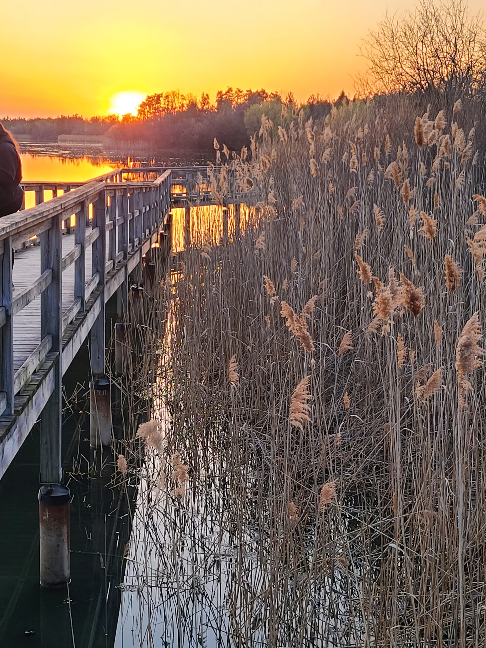 A boardwalk overlooking Lake Gibson at Mel Swart Conservation Park, at sunset..