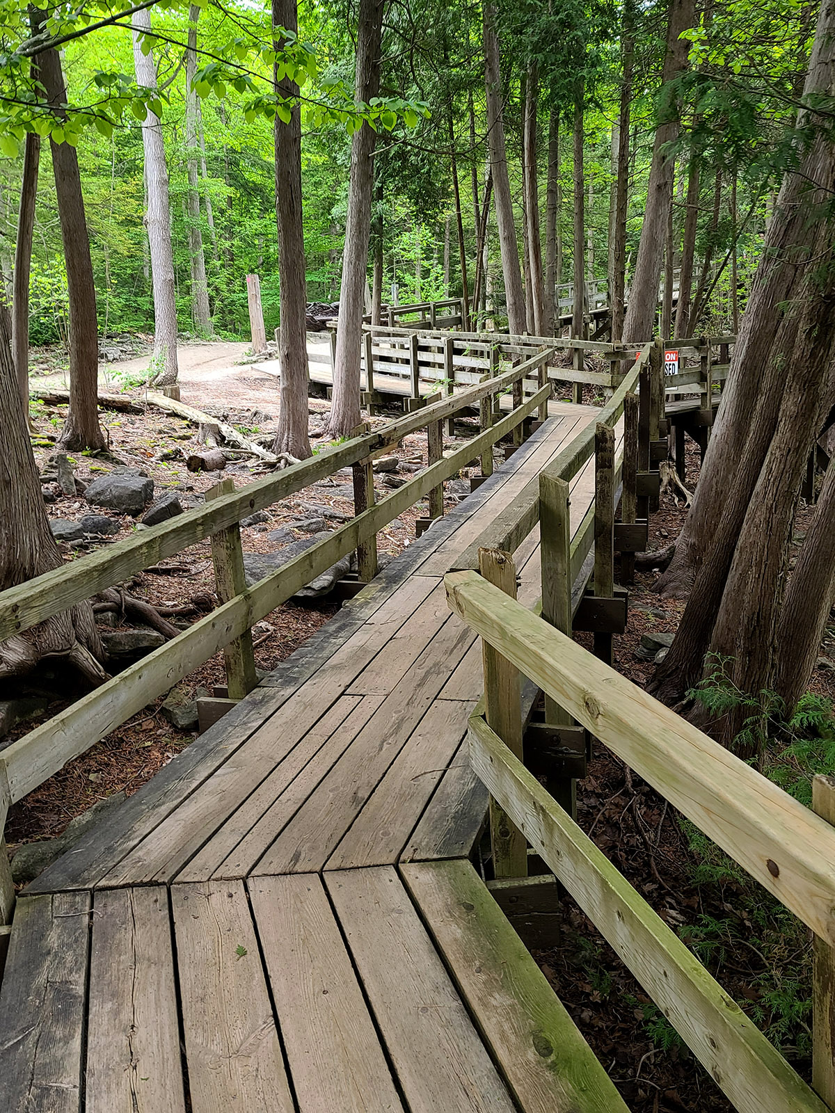 A boardwalk winding through a forest.