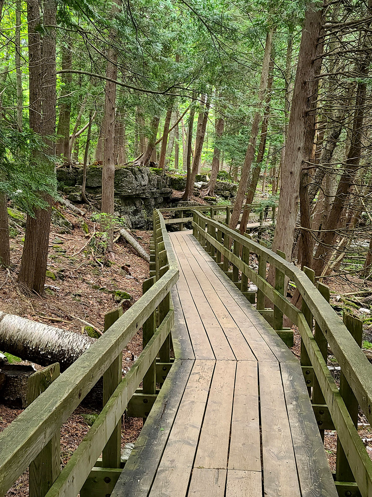 A boardwalk winding through a forest.