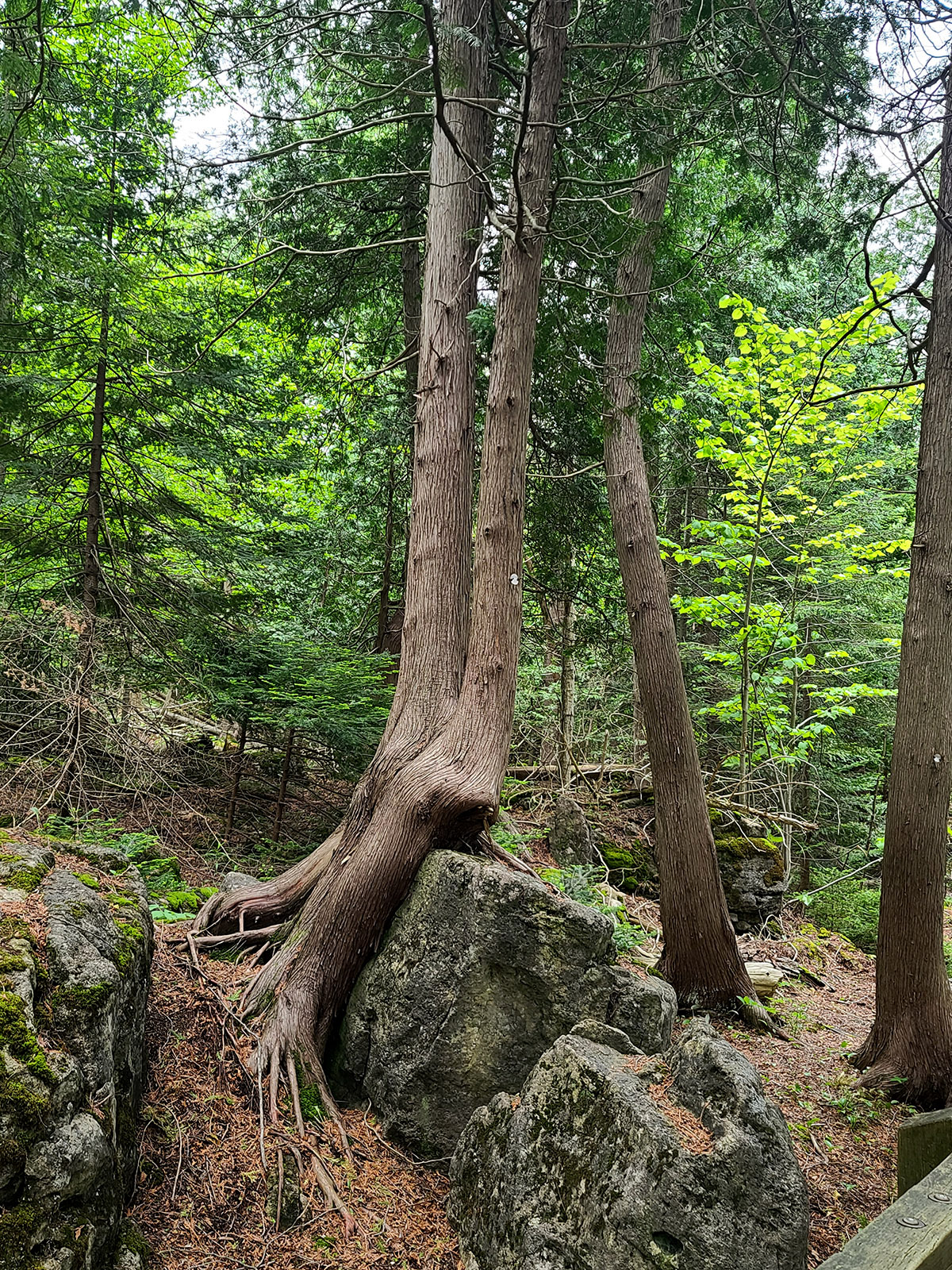 A tree growing over a large boulder.