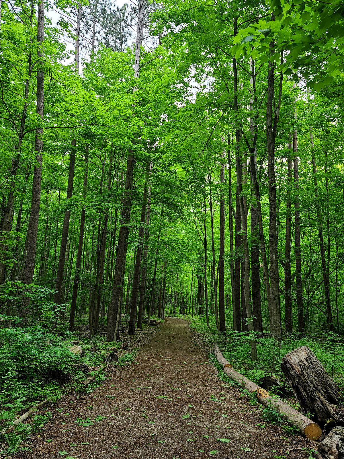 A dirt trail under a canopy of trees at Crawford Lake.