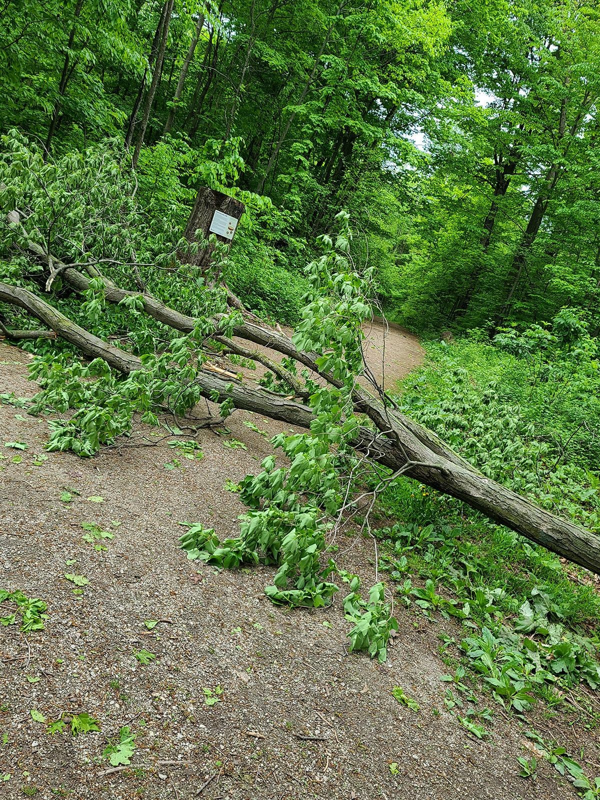 A tree fallen across a hiking trail.