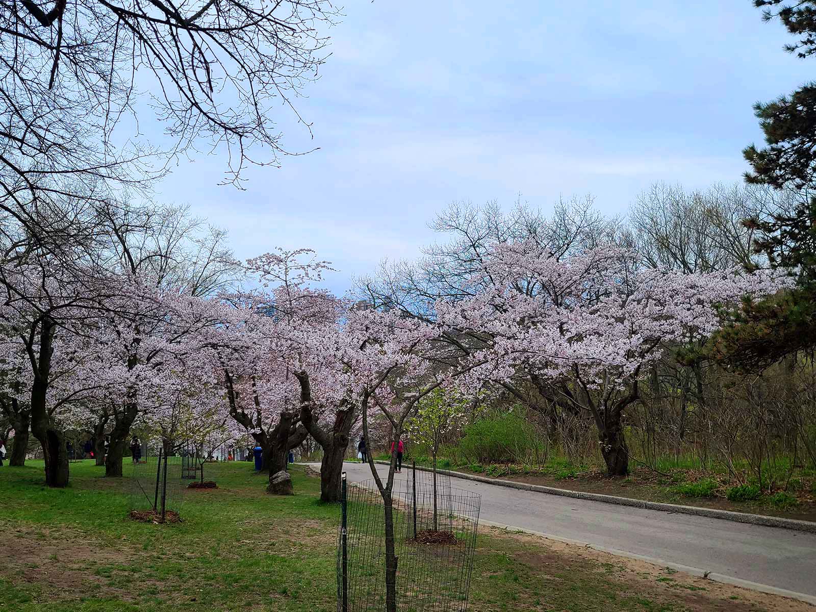 A group of cherry trees in High Park.