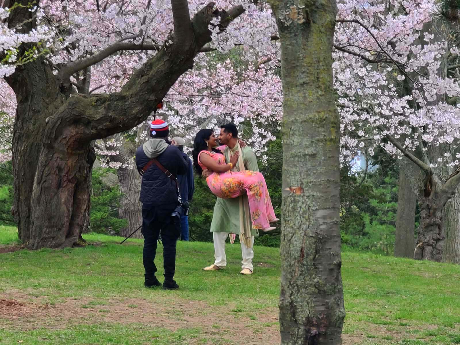 A photographer taking a portrait of an Indian couple under the cherry blossoms.