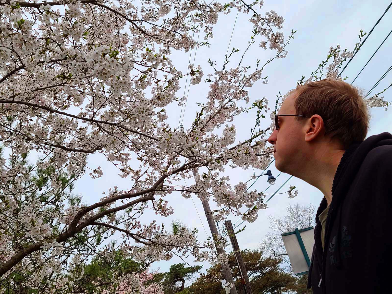 A man looking up at a tree full of cherry blossoms.