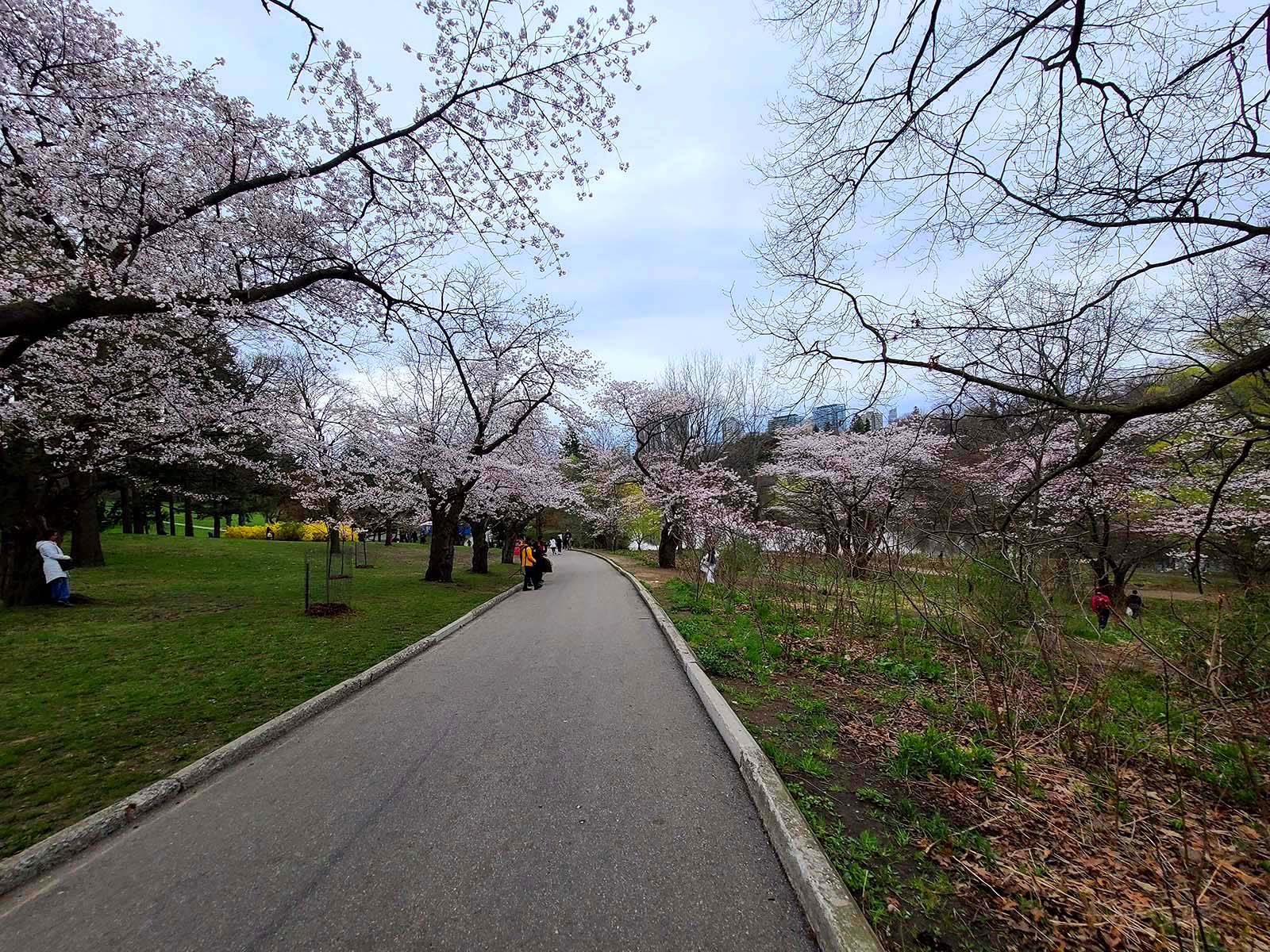 A set of sakura trees in Toronto's high park.