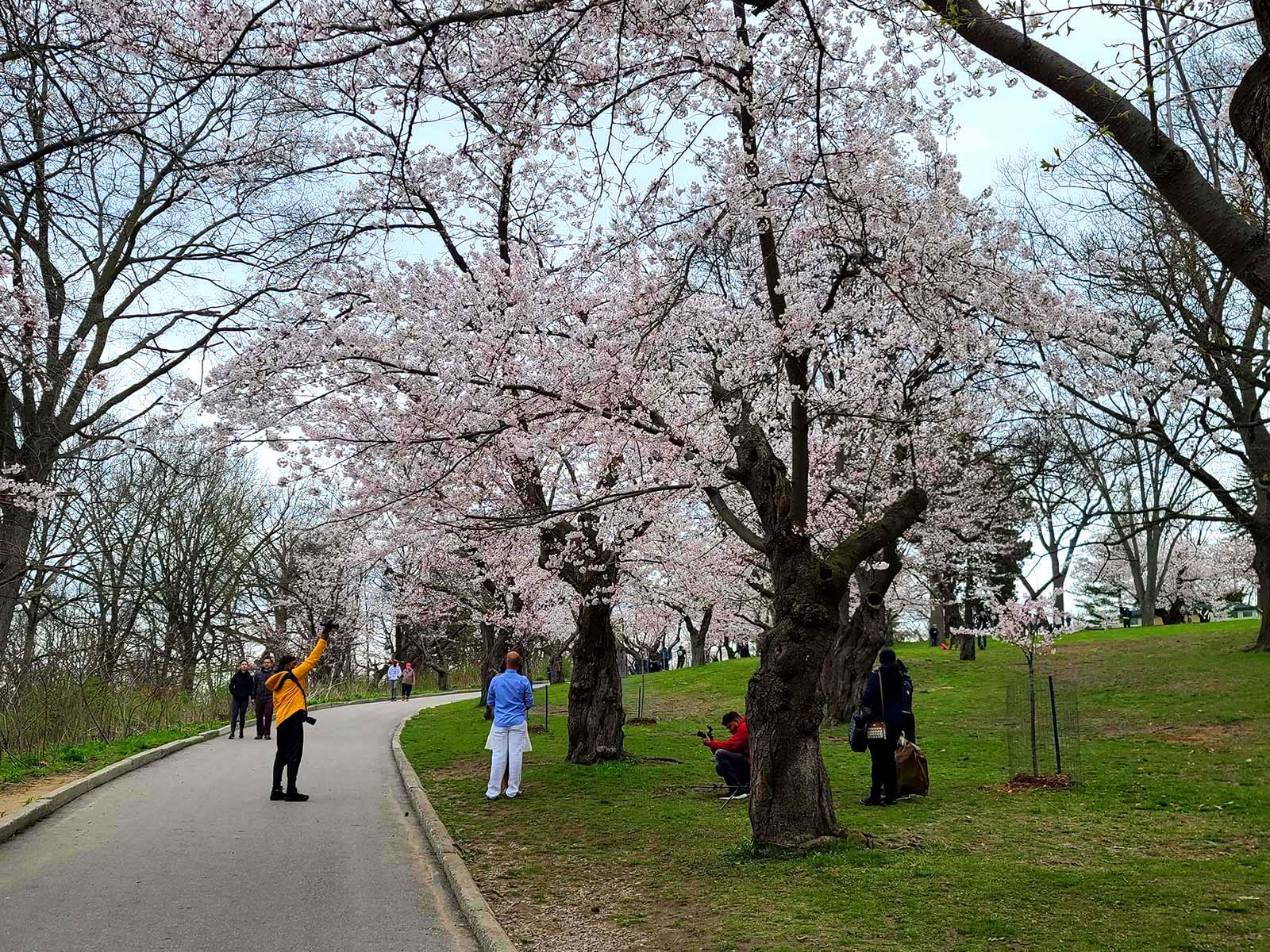 Cherry blossoms in full bloom in High Park.