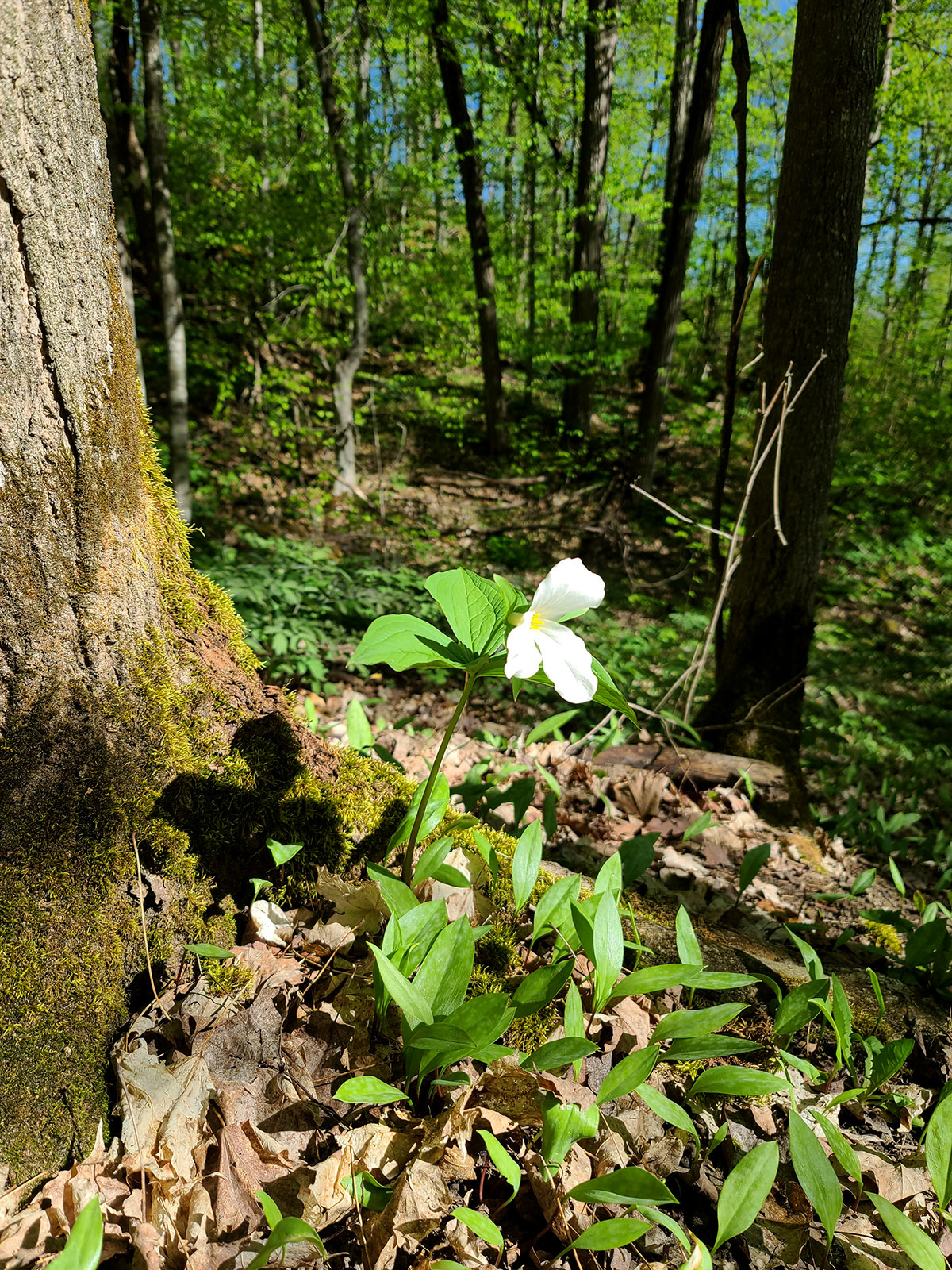 A Trillum flower growing in the woods.