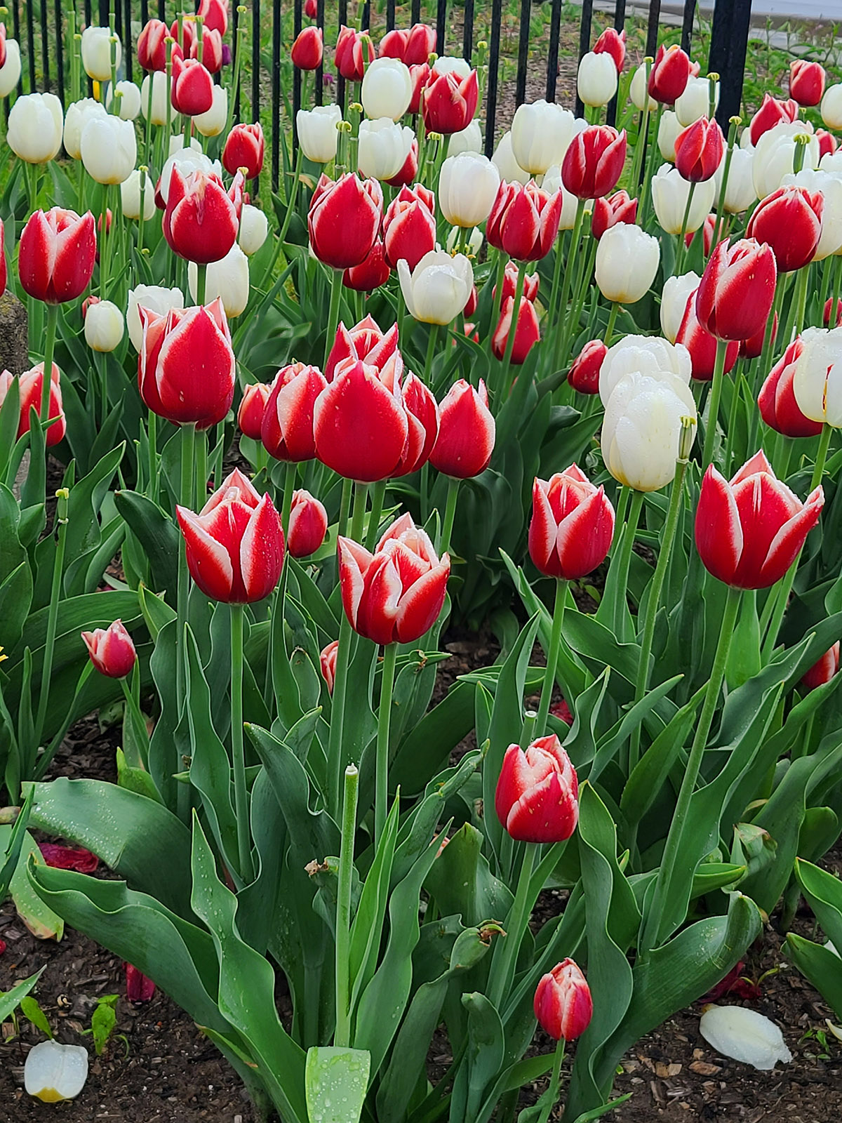 Red and white tulips at Niagara Falls.