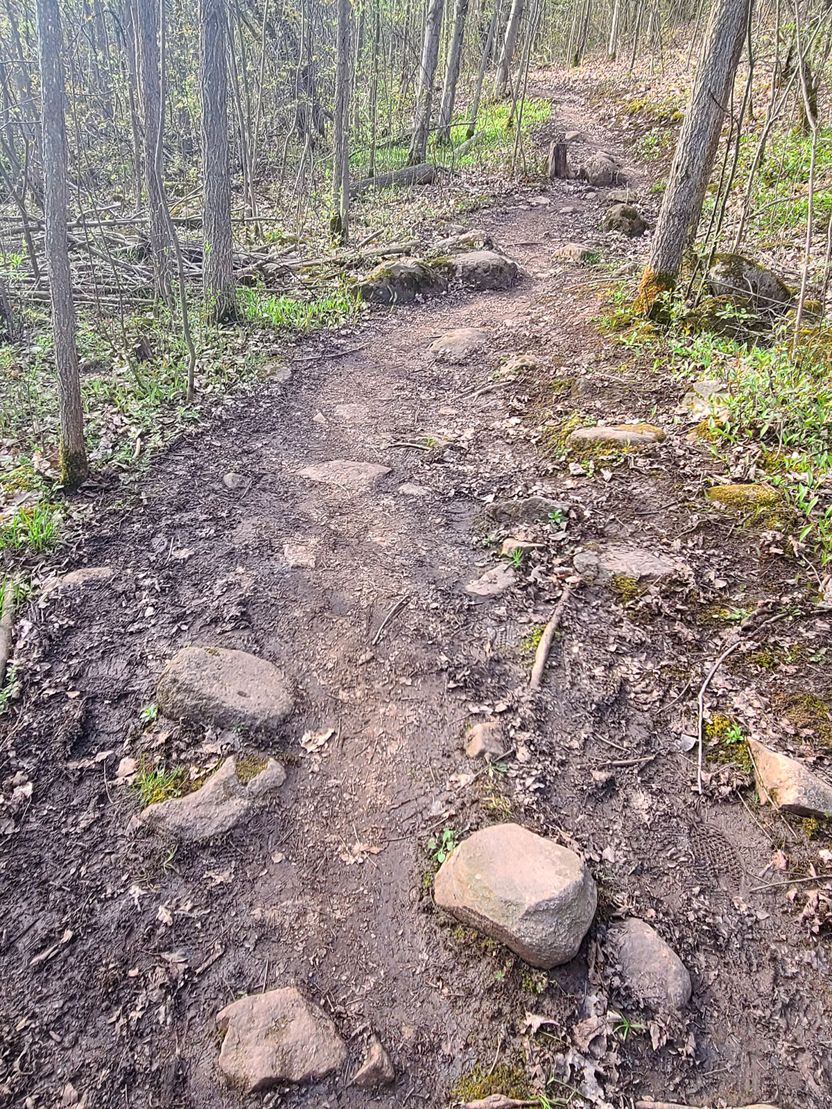 A rocky trail through the woods, on the Cheltenham Badlands trail.