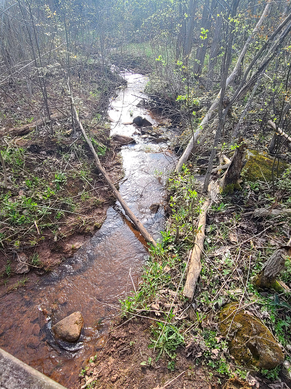 A stream running through the woods.