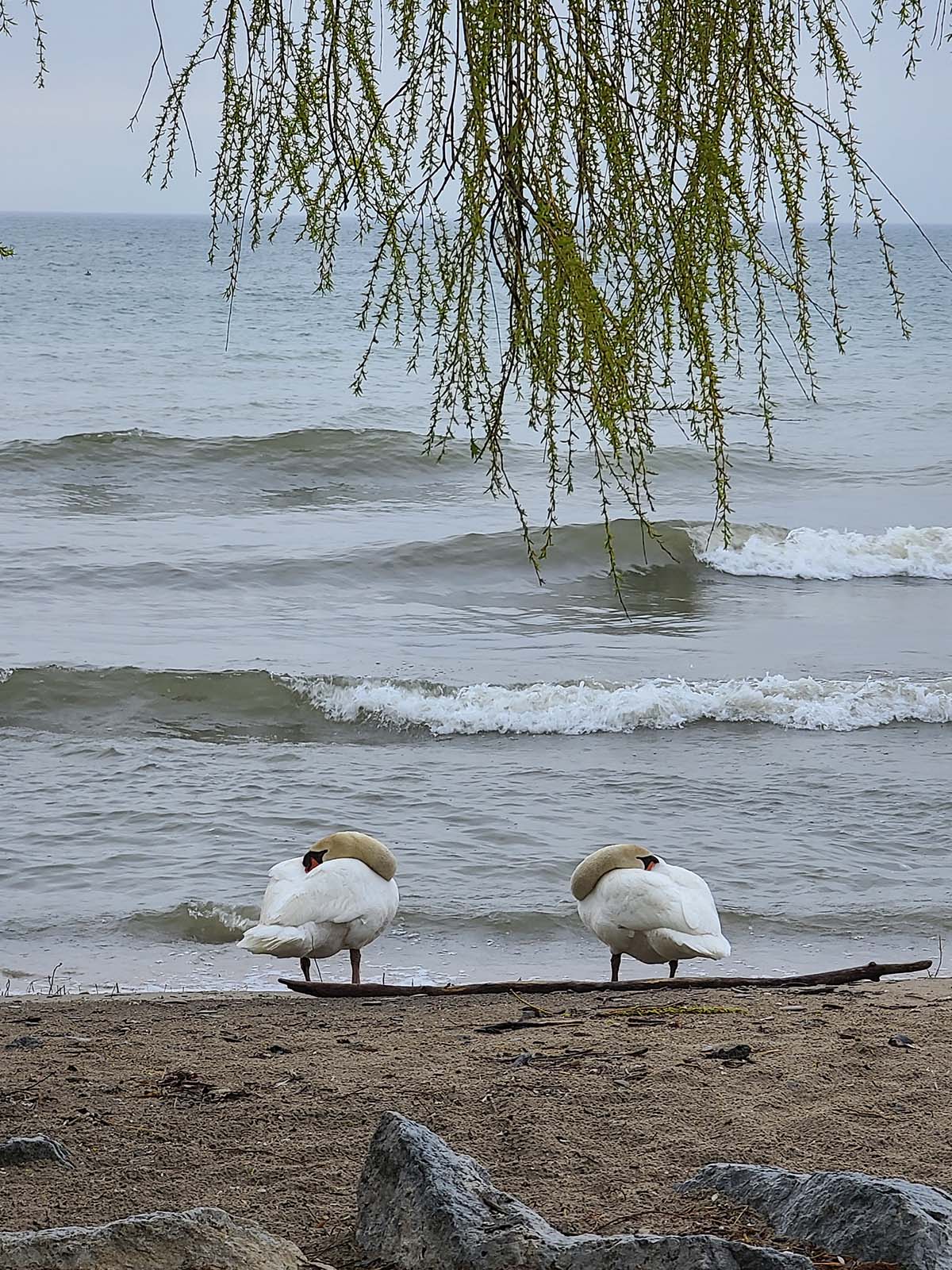 Two swans on a beach, with waves crashing behind them.